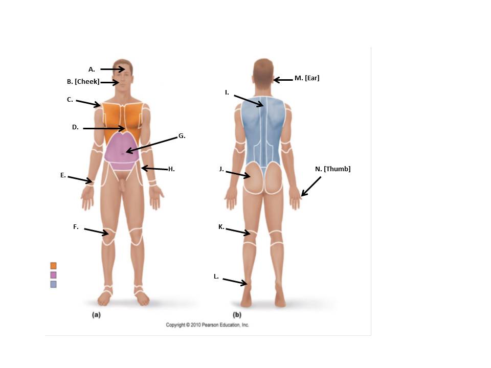 Language Of Anatomy Quiz Trivia Trivia Questions   Body Landmarks(4) 